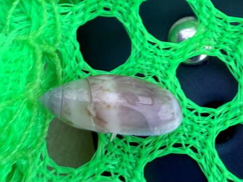 Olivella mutica observed 2026-03-28