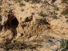 Erodium crassifolium