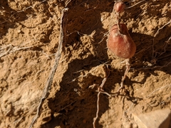 Erodium crassifolium
