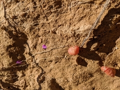 Erodium crassifolium