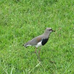 Vanellus chilensis