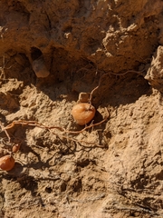 Erodium crassifolium