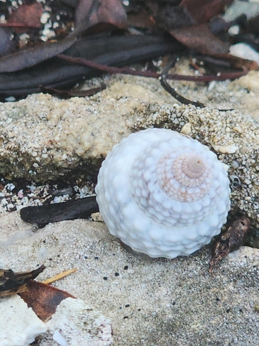 Cenchritis muricatus