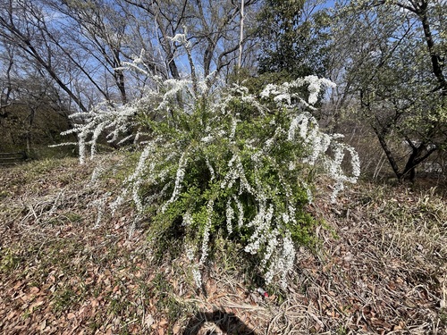 Spiraea thunbergii