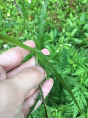 Erechtites hieraciifolius image