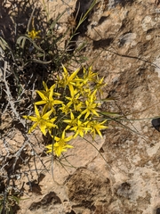 Gagea reticulata