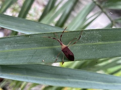 Chondrocera laticornis