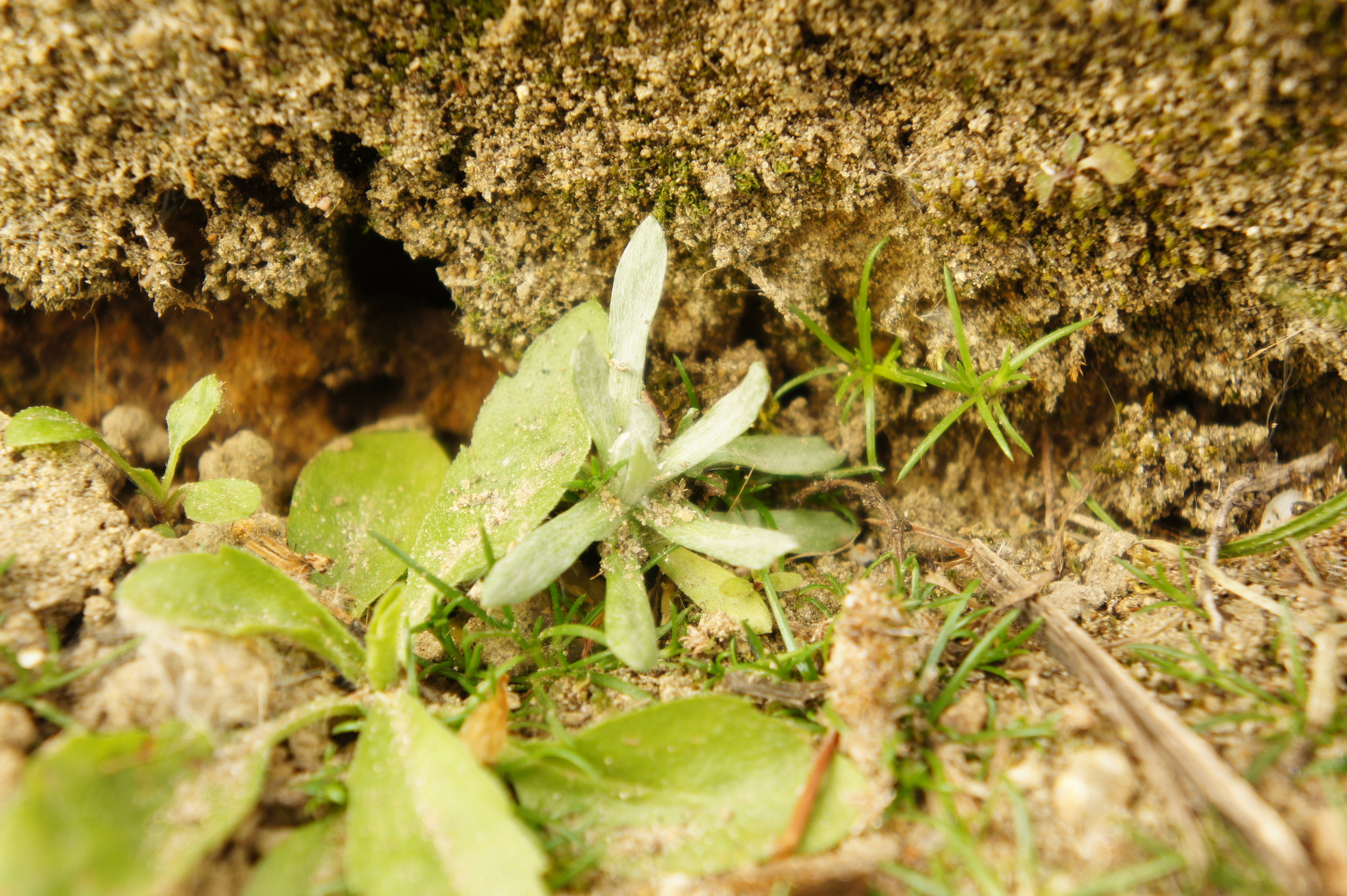 Marsh Cudweed (Gnaphalium uliginosum)