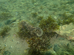 Hippocampus guttulatus