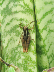 Taramassus cunctator