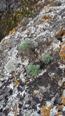 Seseli gummiferum