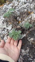 Seseli gummiferum