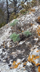Seseli gummiferum