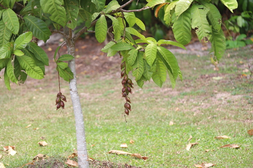 Freshwater Mangrove (Barringtonia racemosa)