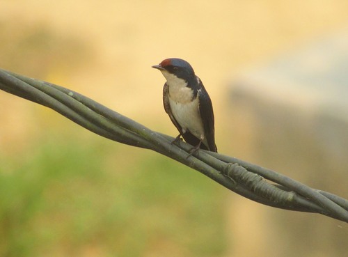Ethiopian Swallow