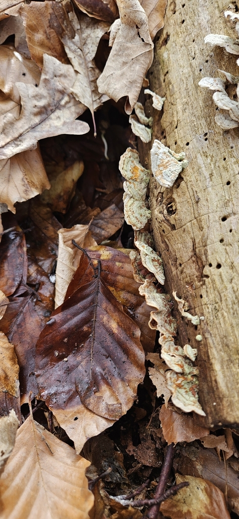 Stereum subtomentosum · March 2026 · photo: © run4 (iNaturalist, cc-by)