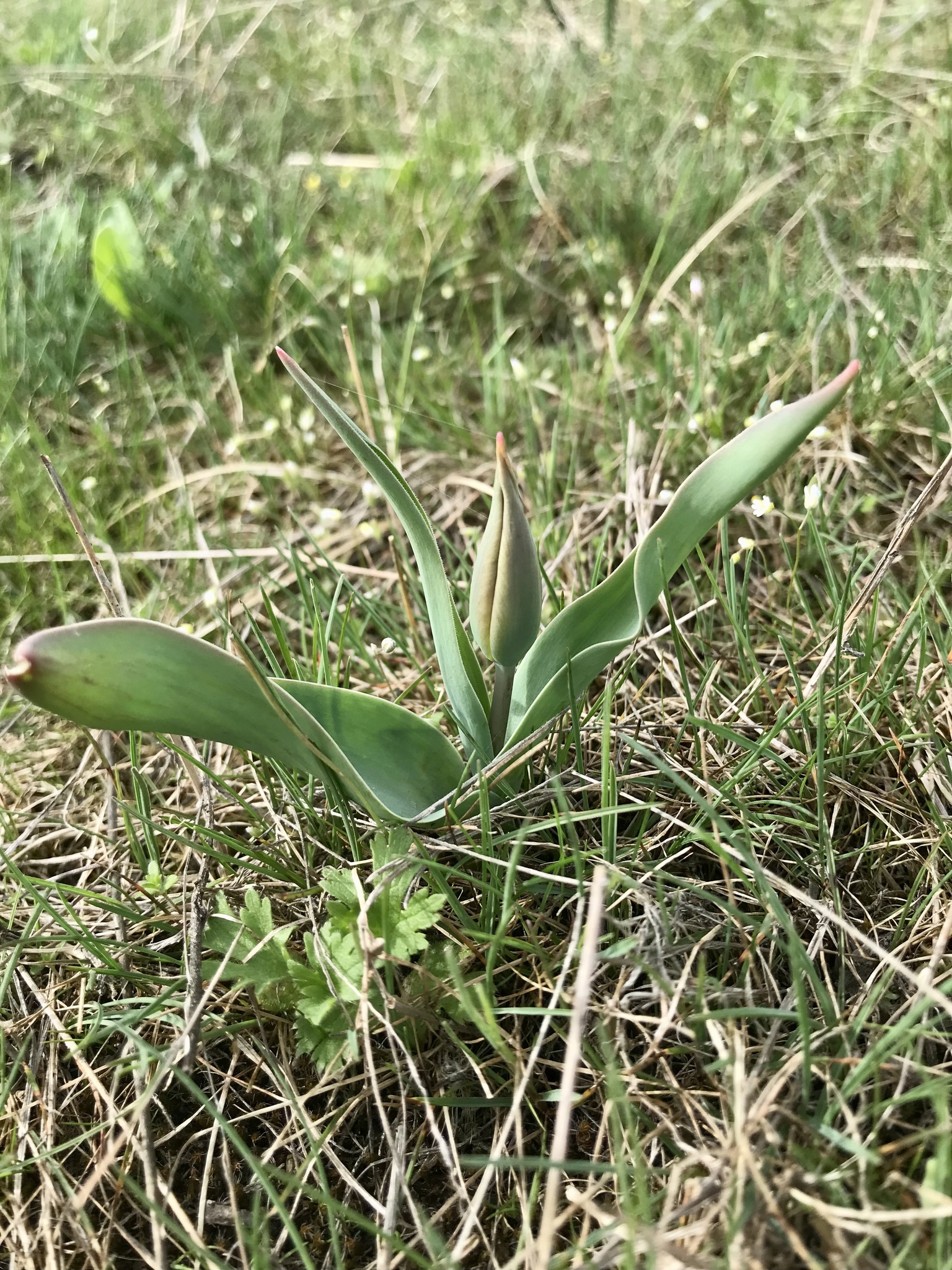 Tulip