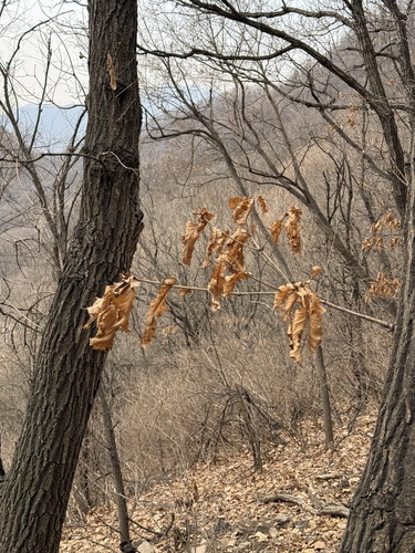 Mongolian Oak (Quercus mongolica)