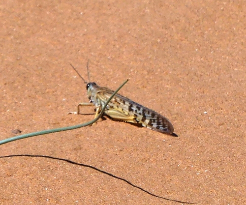 Desert Locust