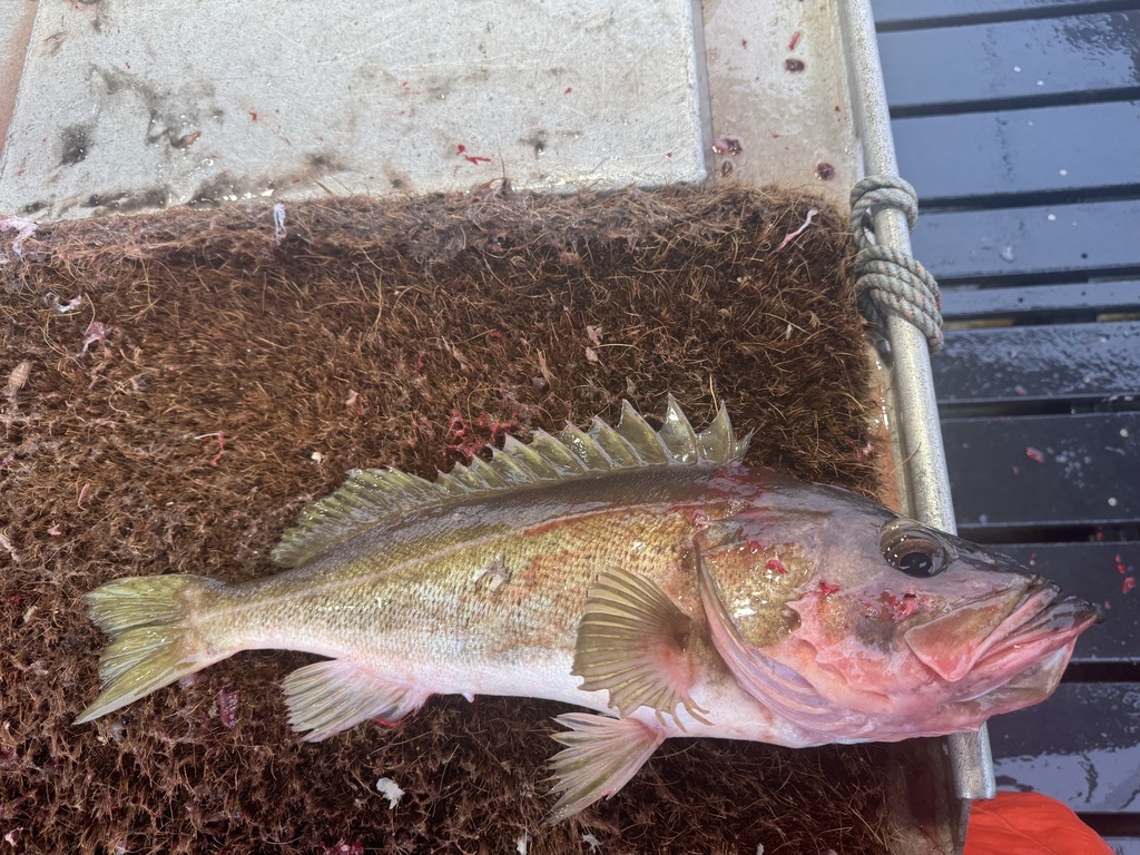 Silvergray rockfish (Sebastes brevispinis) — Sebastidae