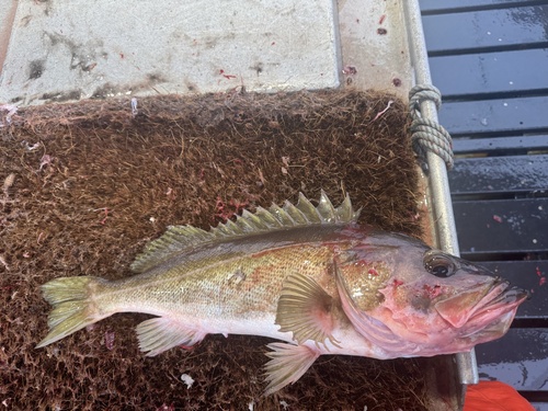 Silvergray rockfish (Sebastes brevispinis) — Sebastidae