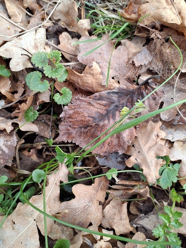 Gagea spathacea, photograph 2