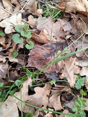Gagea spathacea, photograph author not stated, no rights reserved