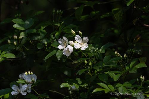 Rosa banksiae