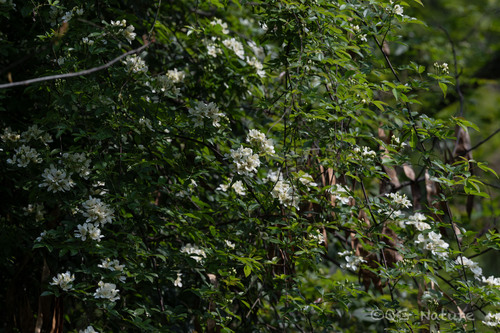 Rosa banksiae (Rosa banksiae)