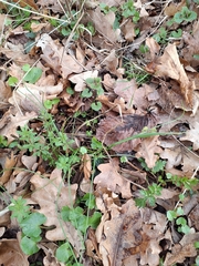 Gagea spathacea, photograph author not stated, no rights reserved