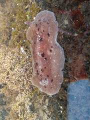 Alloiodoris lanuginata