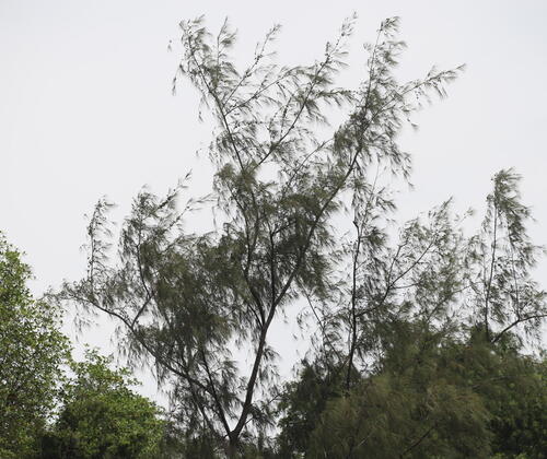 Casuarina equisetifolia