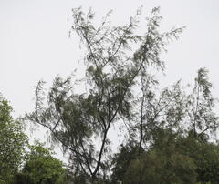 Casuarina equisetifolia