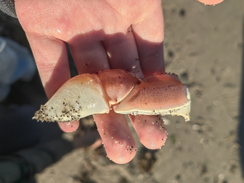 Calappidae observed 2026-03-28
