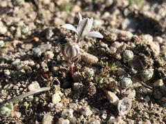 Muilla coronata