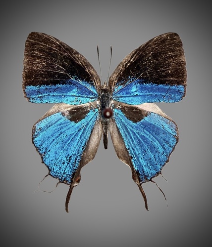 Iolaus eurisus