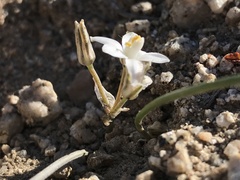 Muilla coronata