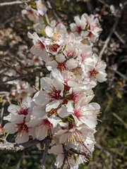 Prunus korshinskyi