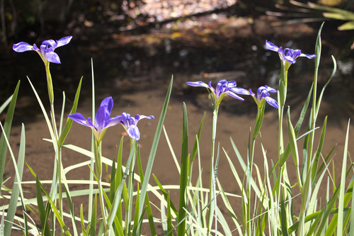 giant blue iris (Iris giganticaerulea)