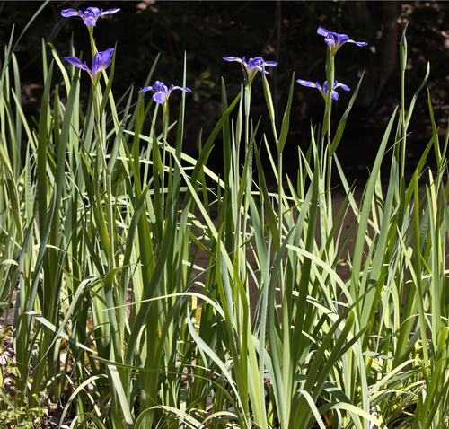 Iris giganticaerulea, photograph 1