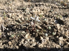 Muilla coronata