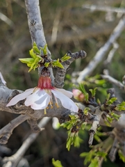 Prunus korshinskyi