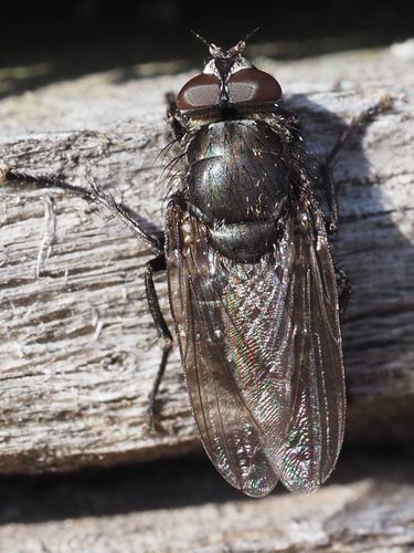 Vagabond Cluster Fly photo 6