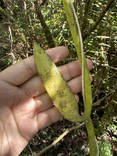 Vanilla phaeantha, photograph 3