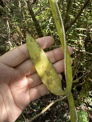 (c) Brandon Corder, some rights reserved (CC BY) Vanilla phaeantha, photograph (c) Brandon Corder, some rights reserved (CC BY)