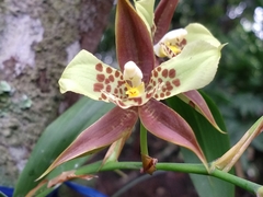 Rhynchostele maculata