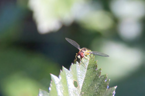 Unknown species found near Lacombe, LA 70445, USA