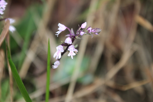 Stenoglottis longifolia