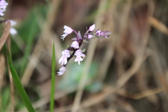Stenoglottis longifolia
