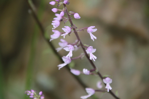 Stenoglottis longifolia, photograph 2